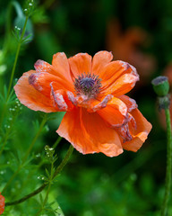 Poppy