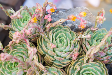 colorful Miniature succulent plants