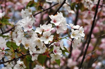 Fototapeta premium 風土記の丘の桜