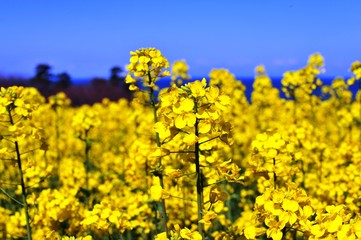 長崎鼻の菜の花