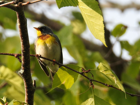 Northern Parula - Bremen, ME