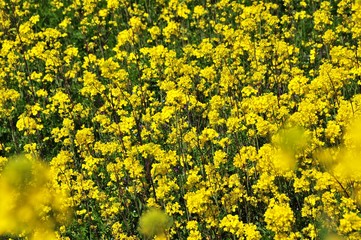 長崎鼻の菜の花