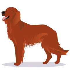 Irish red setter dog