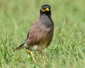 Indian Myna Bird