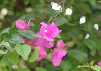 Obraz premium ブーゲンビリア ベトナム