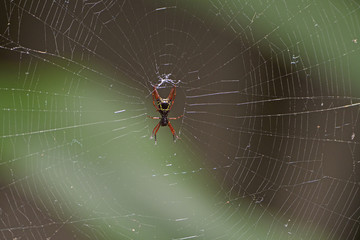 Spiny Bodied Spider in Its Web