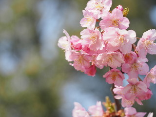 桜