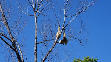 White Monkey In a Tree