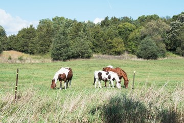 Fototapeta premium Grazing Horses