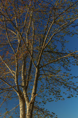 Tree with blue sky in background