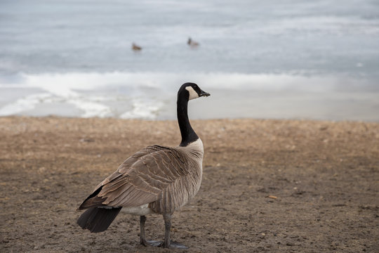 Canada Goose on the Shore