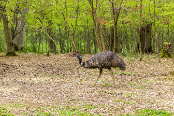 Emu walking on the woods on spring
