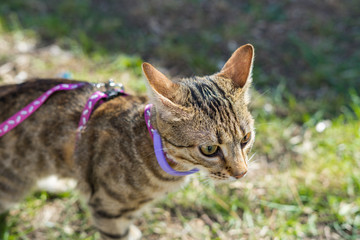 First going out. Kitten on a leash outdoor. Cat hunting in natural surroundings