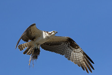 An Osprey ( Pandion haliaetus) bringing nesting material to a platform nest at Ft. Desoto Park near St. Pete Beach, Florida.