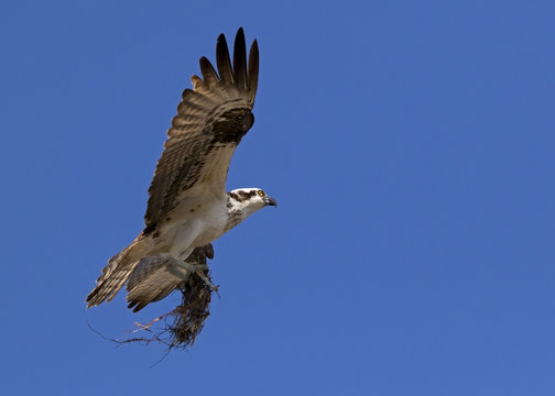 An Osprey ( Pandion haliaetus) bringing nesting material to a platform nest at Ft. Desoto Park near St. Pete Beach, Florida.