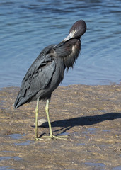 Little Blue Heron (Egretta caerulea) preening on a beach near St. Pete Beach, Florida.