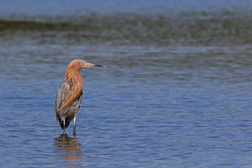 Reddish Egret (Egretta rufescens) standing in shallow water at sunset near St. Pete Beach, Florida.