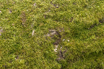 Details of wild wood green moss - texture