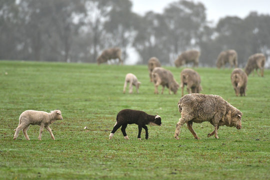 Black lamb in flock of white sheep