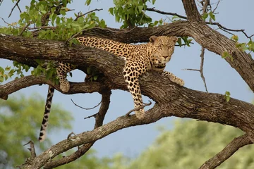Rolgordijnen Large male Leopard in a tree © quentinjlang