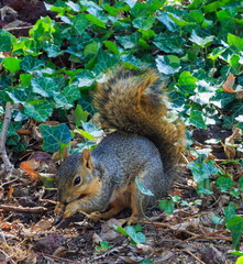 A cute squirrel eating its find