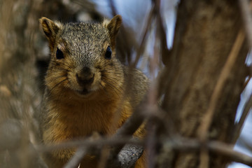 A squirrel guarding its territory