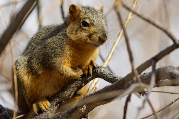 A squirrel resting on a branch