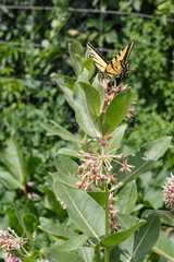 A swallowtail butterfly on a swamp milkweed flower.