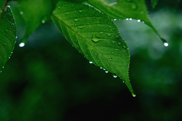 雨に濡れる青葉
