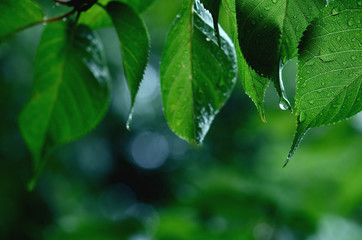 雨に濡れる青葉
