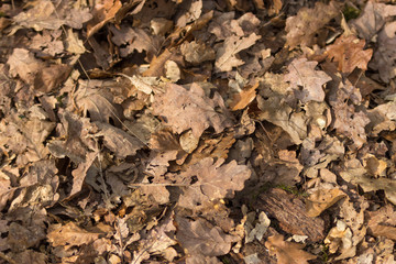 Texture of dry leaves on a park