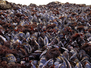 Mussels clustered on a California beach