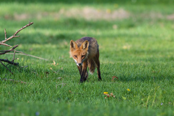 Stalking Fox