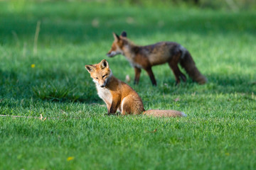 Baby Fox and Mother