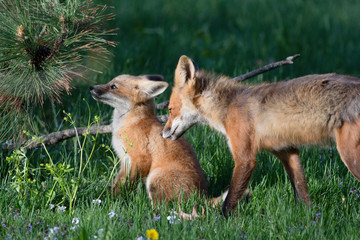 Mother Fox Checking on Baby