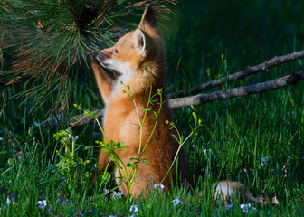 Fox Baby Playing with Pine Cone
