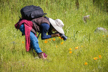 photographer photographing poppy