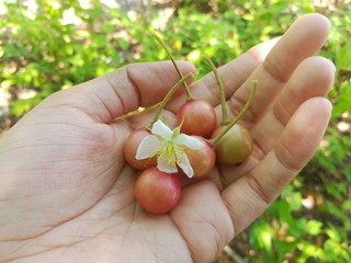 Jamaican cherry in hand