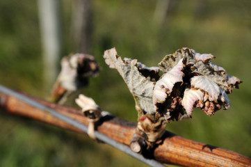 Obraz premium frostschaden - frost damage