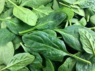 Fototapeta na wymiar Baby spinach leaves