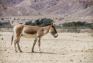 Onager (Equus hemionus) is a brown Asian wild donkey inhabits  nature reserve park near Eilat, Israel

