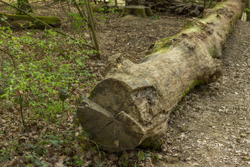 Huge trunk on the floor of a rural zone