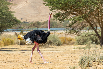 Männchen des afrikanischen Straußes (Struthio camelus) im Naturschutzgebiet in der Nähe von Eilat, Israel