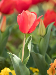 チューリップ畑