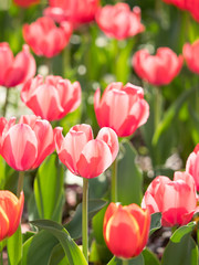 チューリップ畑