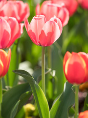 チューリップ畑