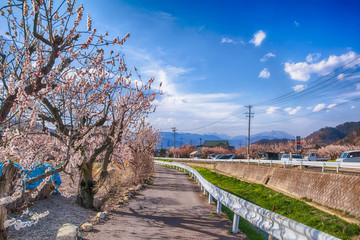 Fototapeta na wymiar Sakura,Cherry blossom in springtime tree on blue sky , Nagano,Japan.
