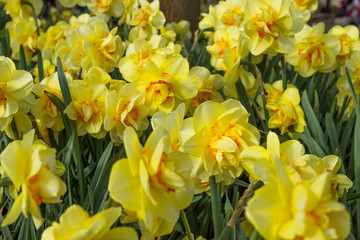 Fototapeta premium Yellow european flowers on close into bloom
