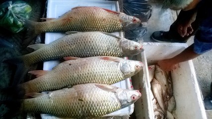 Sell fish at market in the village.