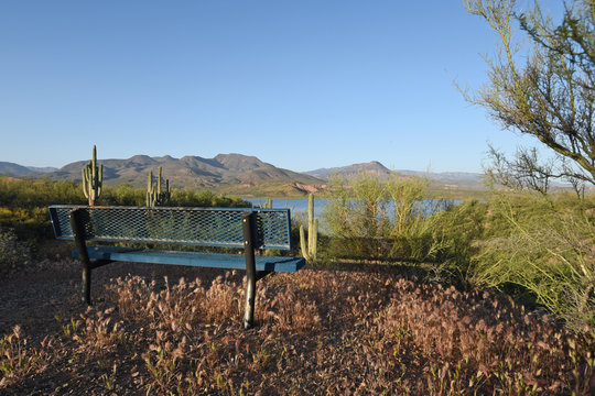Sitzbank am Ufer eines Sees in der Arizona mit Kakteen